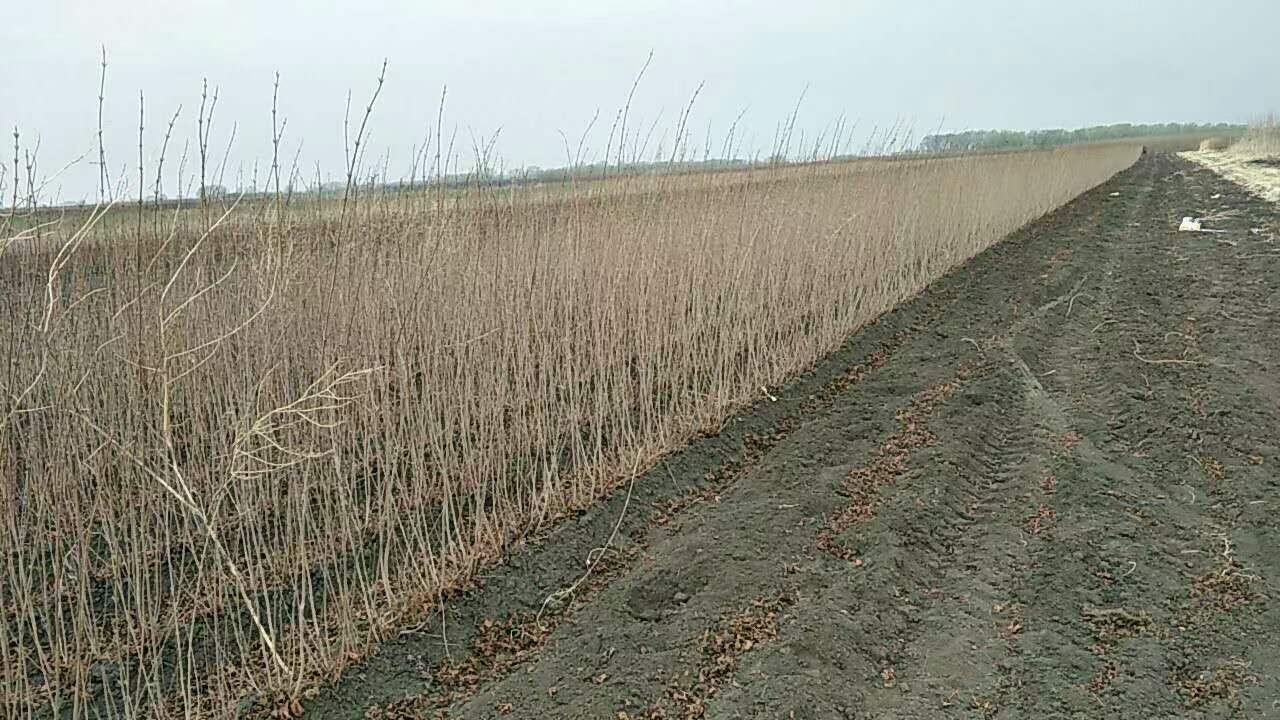 黑龙江哈尔滨出售三角枫茶条槭