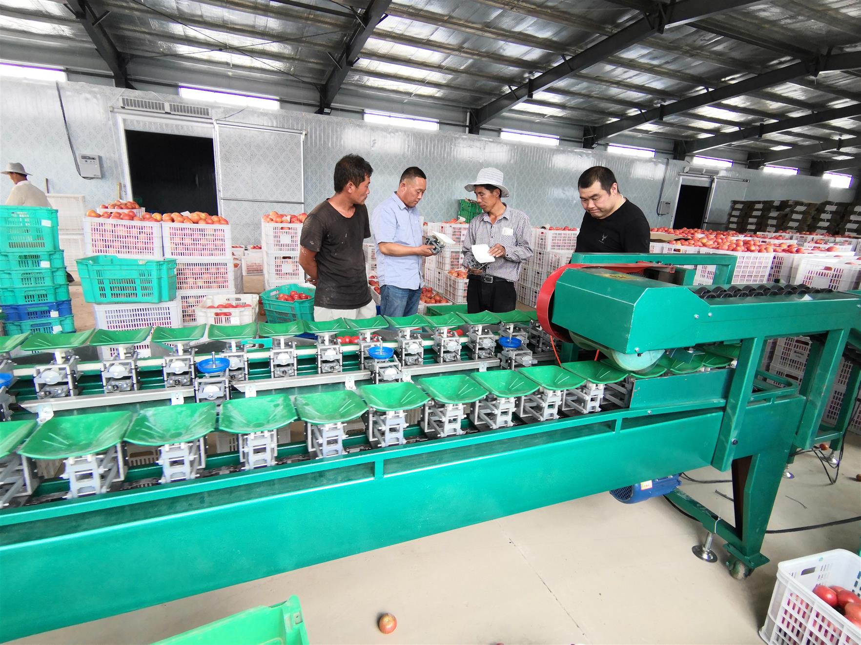 龙游县猕猴桃种植基地分选猕猴桃选果机