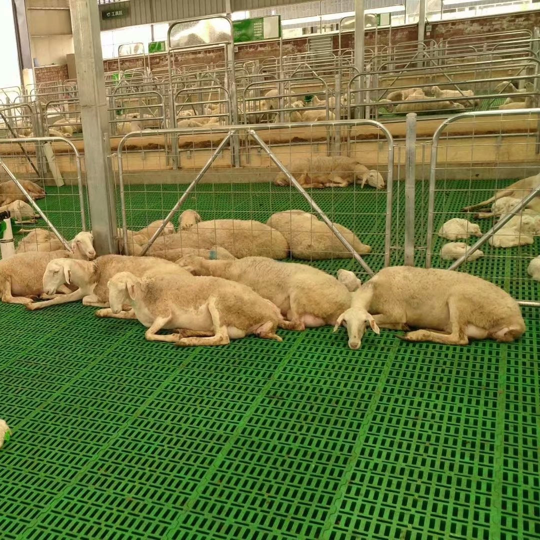 羊漏粪版厂家 直销塑料羊粪板 羊舍塑料漏粪板种羊塑料漏粪板