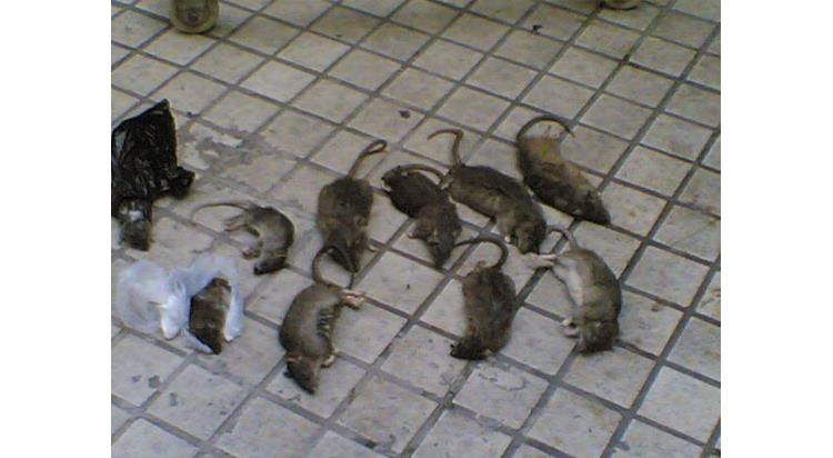 黃陂山區滅老鼠