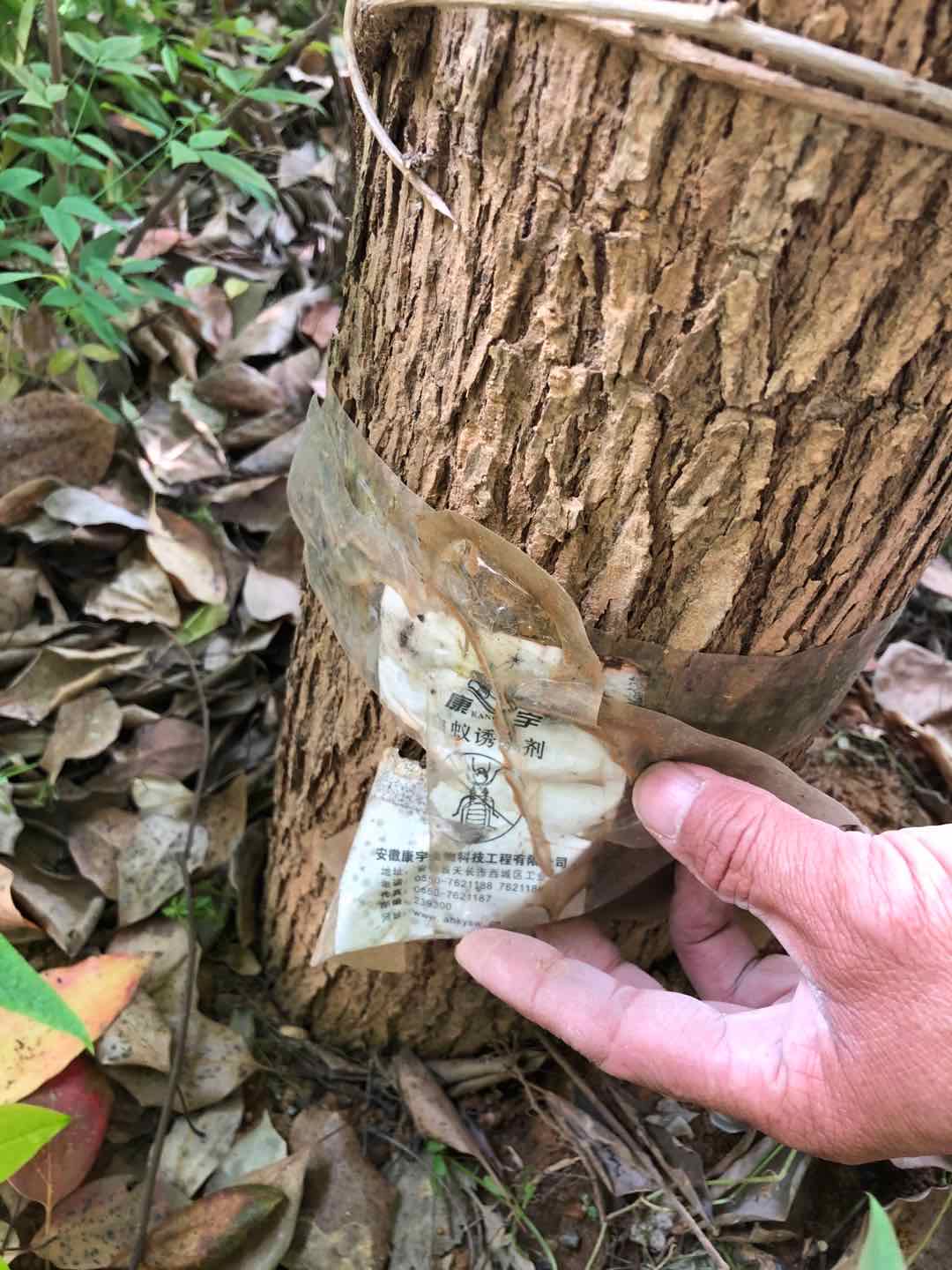 東西湖區白蟻防治公司