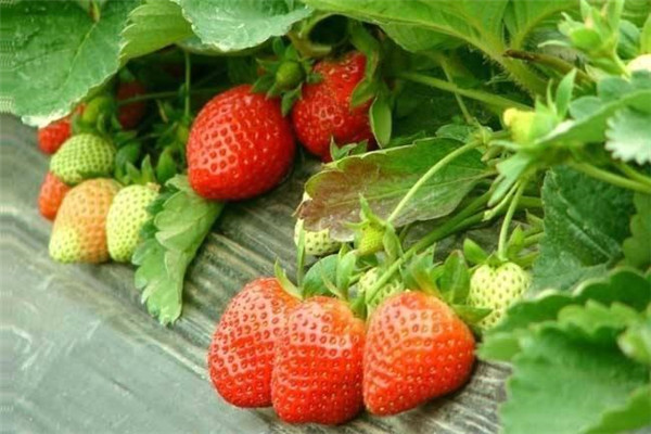 厦门甜宝草莓苗价格