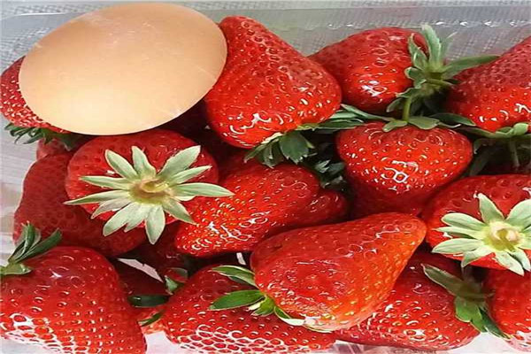 贺州隋珠草莓苗出售