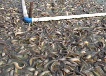 渔添下泥鳅养殖利润分析和技巧