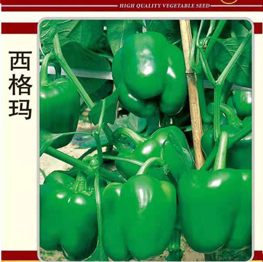 西格玛甜椒种子 种植时间华北地区 5月25日-8月20日蔬菜种子绿色甜椒方椒 菜椒种子种子批发种植技