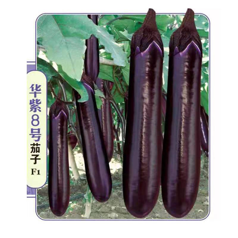 华紫8号烧烤茄子种子 紫红茄子 中短型 软糯香 耐热