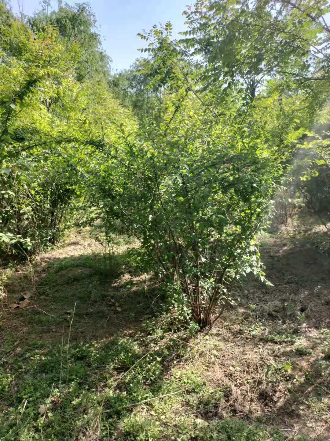 辽宁榆叶梅种植基地