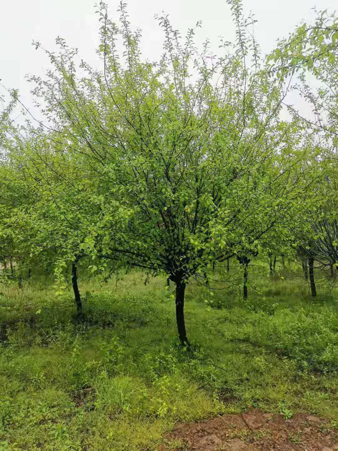 阿里榆叶梅种植基地