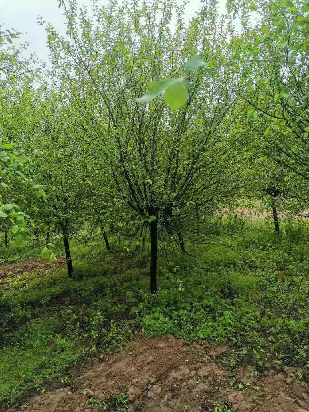金华榆叶梅种植基地