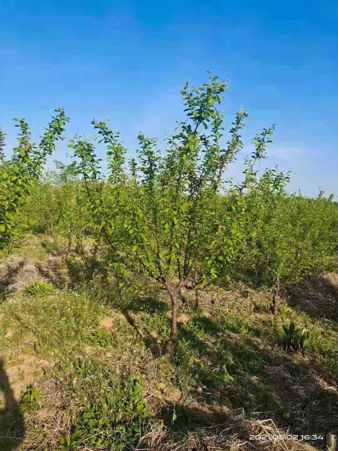 黔东南榆叶梅种植基地