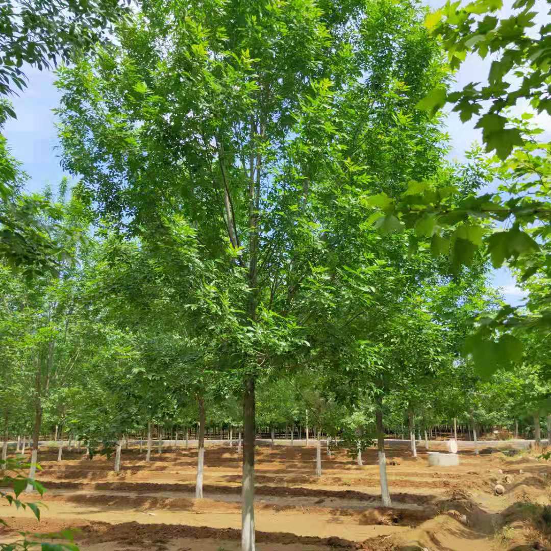 山东白蜡树苗种植基地，繁育基地