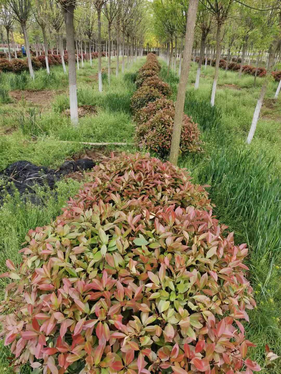 德州红叶石楠 1.5米红叶石楠球基地