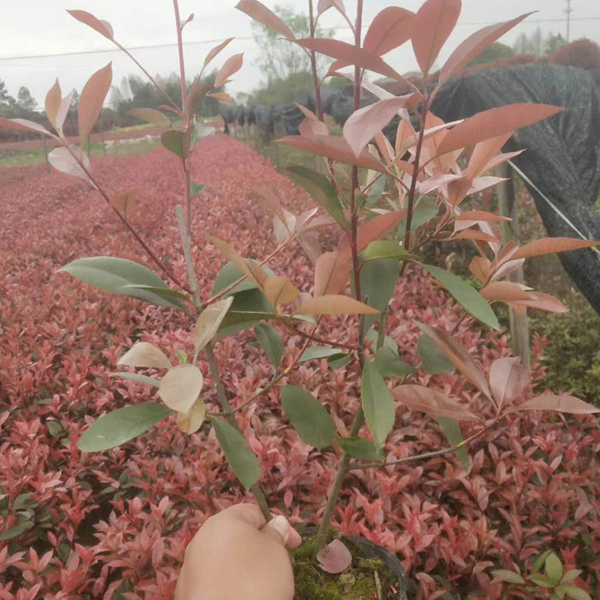北方红叶石楠，宿迁红叶石楠种植技术，江苏大杯红叶石楠