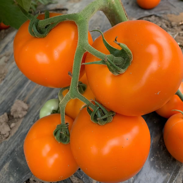 进口番茄种子，硬粉西红柿品种，越夏番茄种子