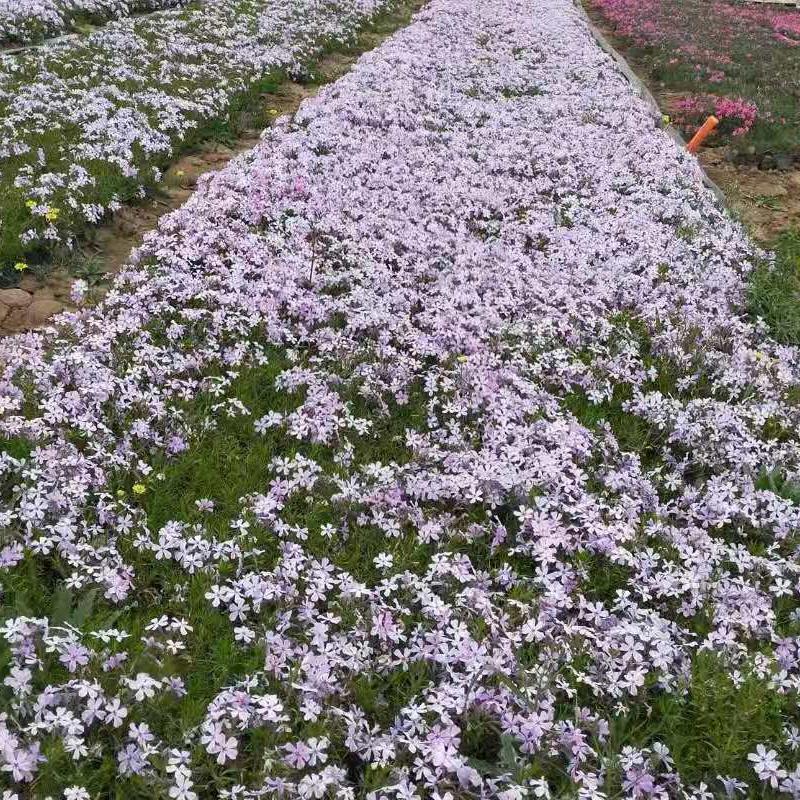 济南临朐福禄考直供 潍坊青州草花苗木宿根福禄考厂家批发