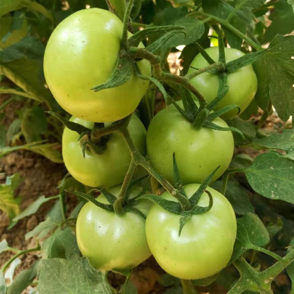 精品番茄种子，大果番茄品种，西红柿种子，荷兰番茄品种