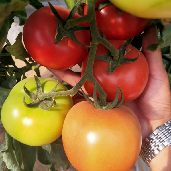 高产耐热番茄品种，硬粉番茄种子，颜色靓丽