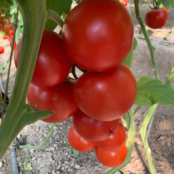 秋延硬粉番茄种子，大果西红柿品种，高抗病毒病品种