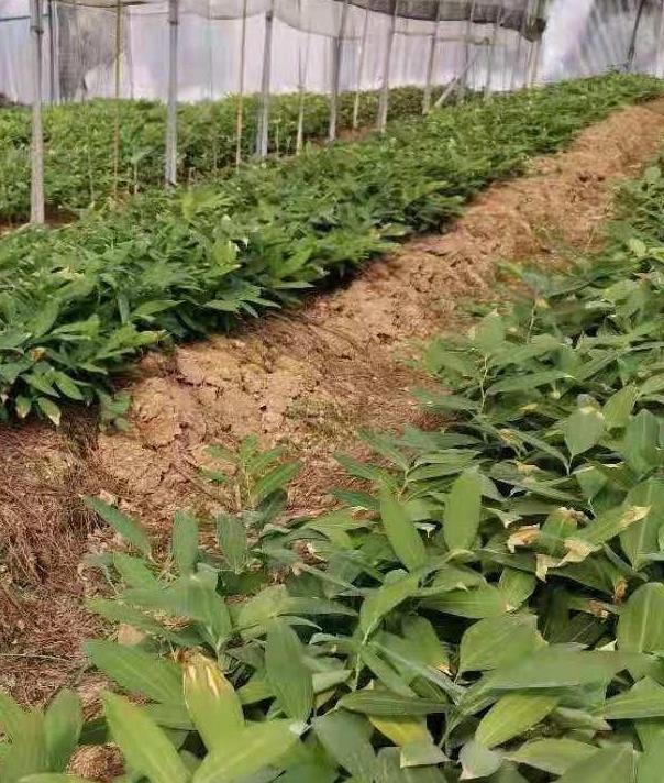 湖南姜形黄精籽育苗种植 免费提供种植技术