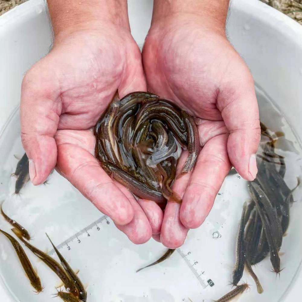 中国台湾泥鳅鱼 泥鳅鱼苗 泥鳅水花 放生鱼苗