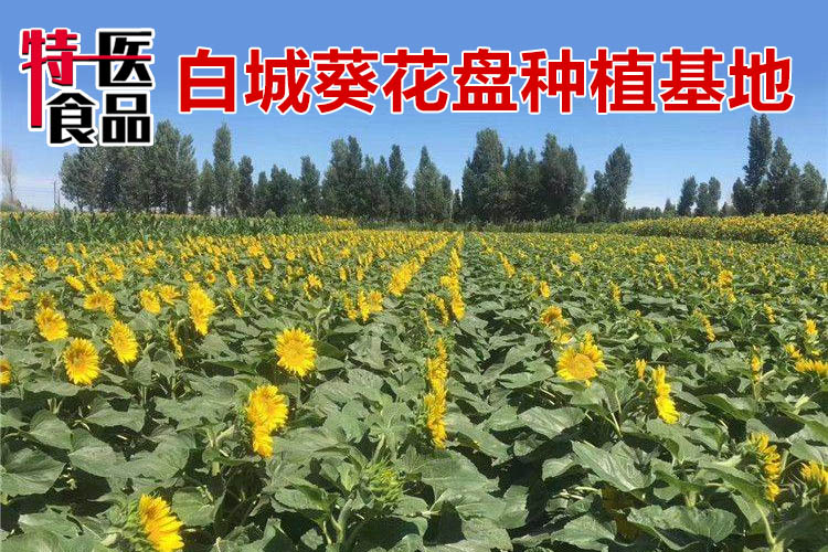 錦州葵花盤茶加工廠