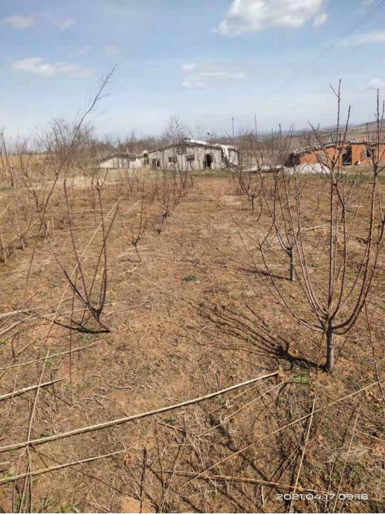西安林木損害賠償評估公司 林地評估
