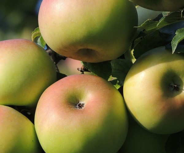 4公分苹果苗亩产量、4公分苹果苗施肥要点
