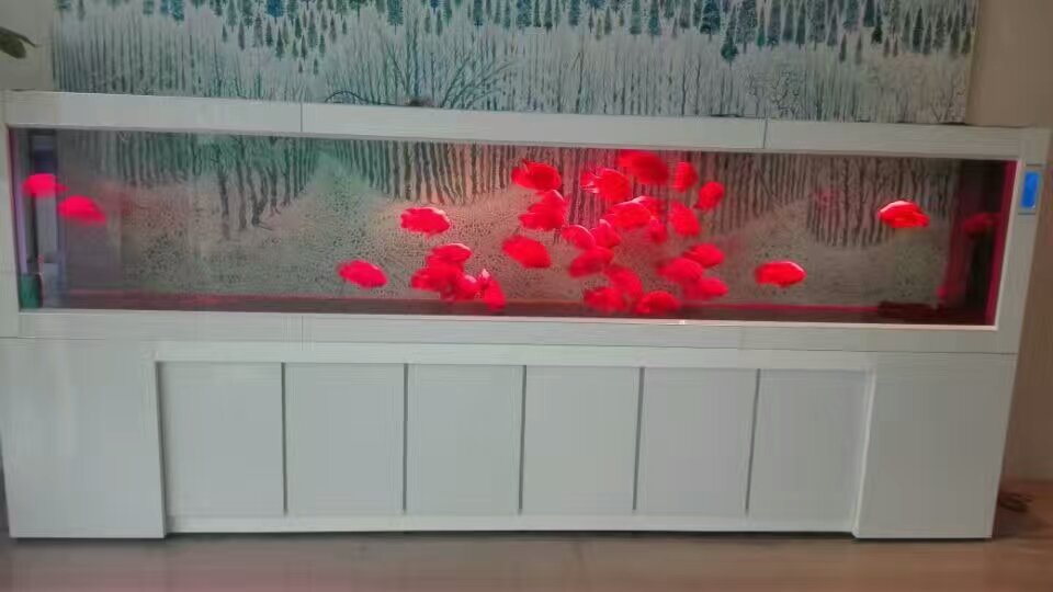 北京上门观赏鱼养护，鱼缸清洗，专业负责