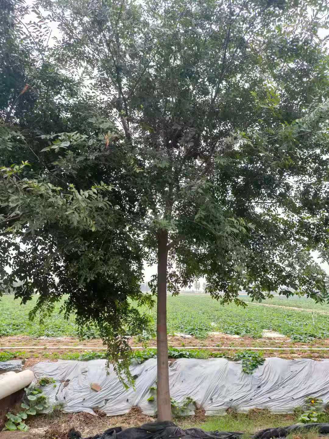 德州樸樹基地 樸樹培育基地
