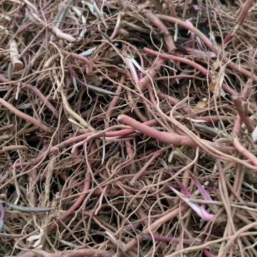 亳州紫苑秧苗价格紫菀芽子批发种植基地