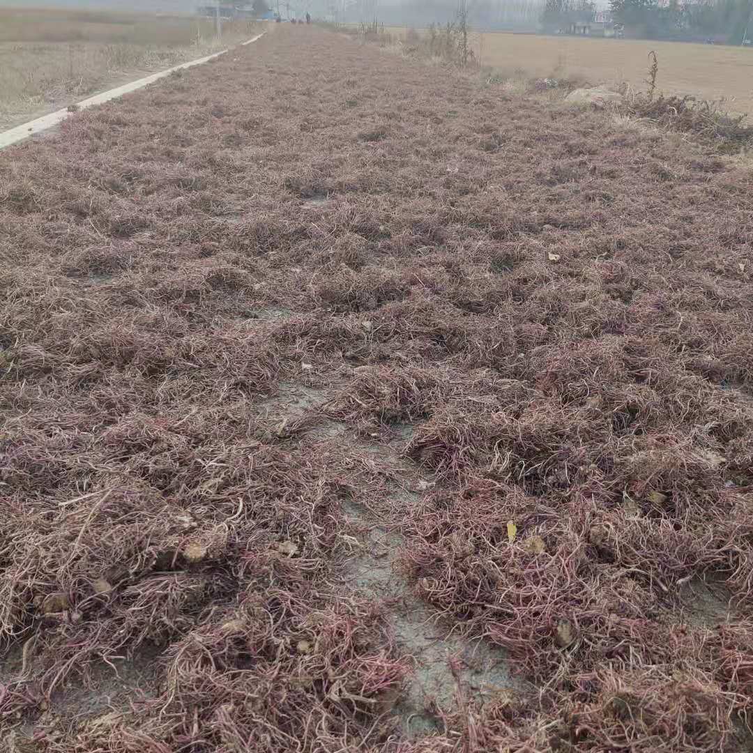 亳州畅农药材种苗紫菀苗育苗种植基地