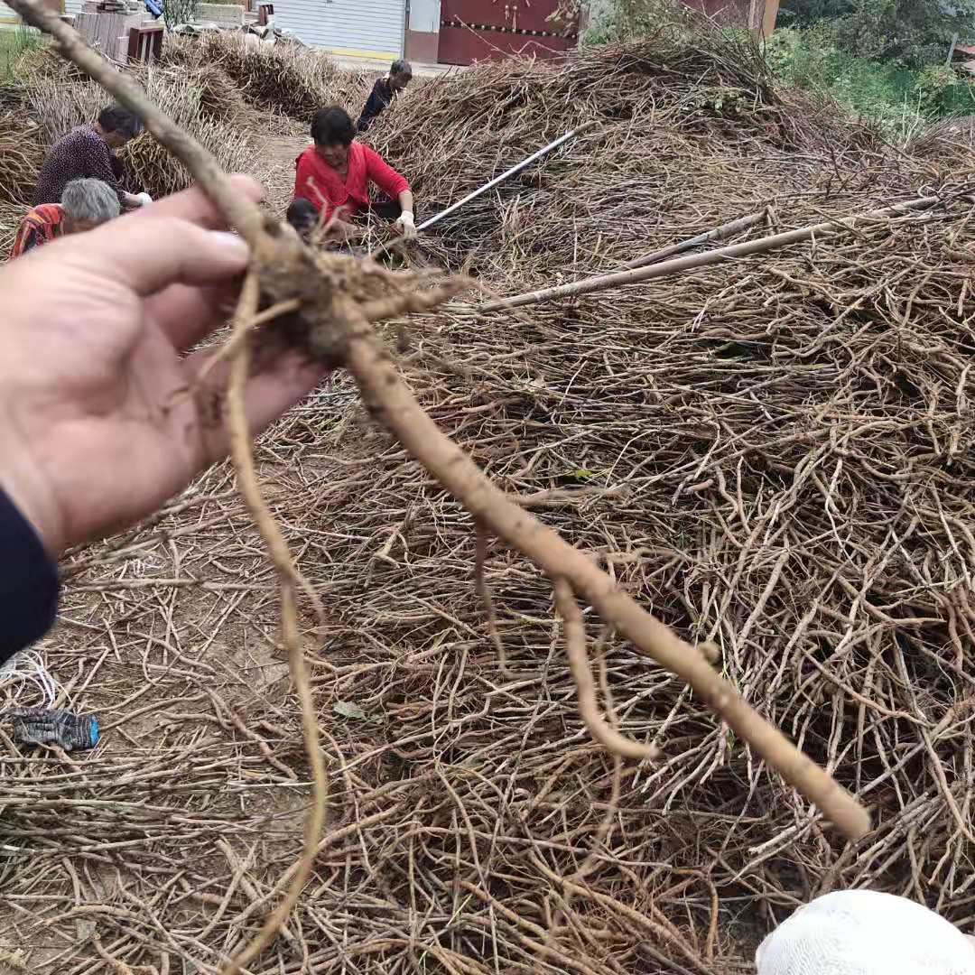 亳州凤丹种子牡丹籽牡丹种苗种植基地