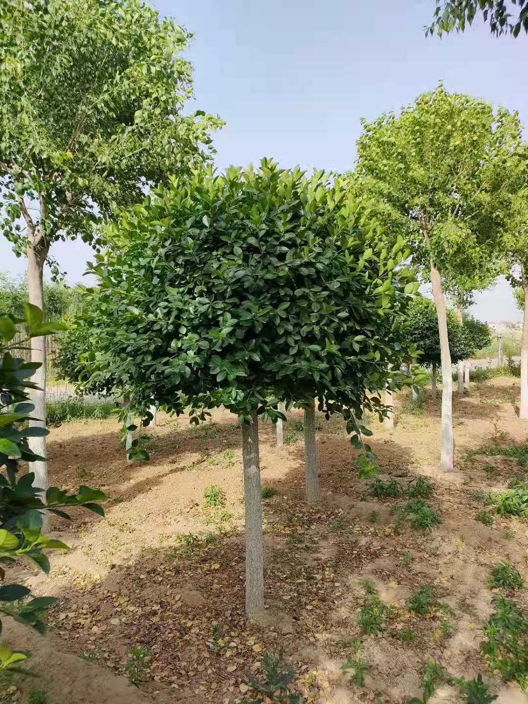 青州綠化用衛矛球1.8米苗木基地