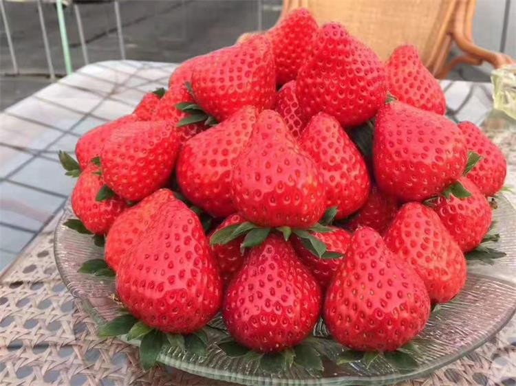 马鞍山红颜草莓苗种植技术 基地供应
