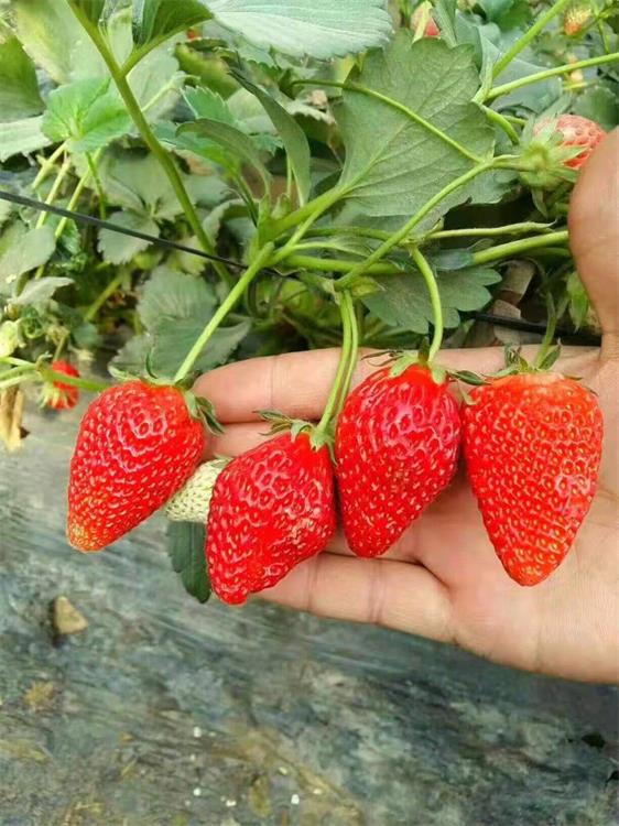 茂名供应隋珠草莓苗种植基地