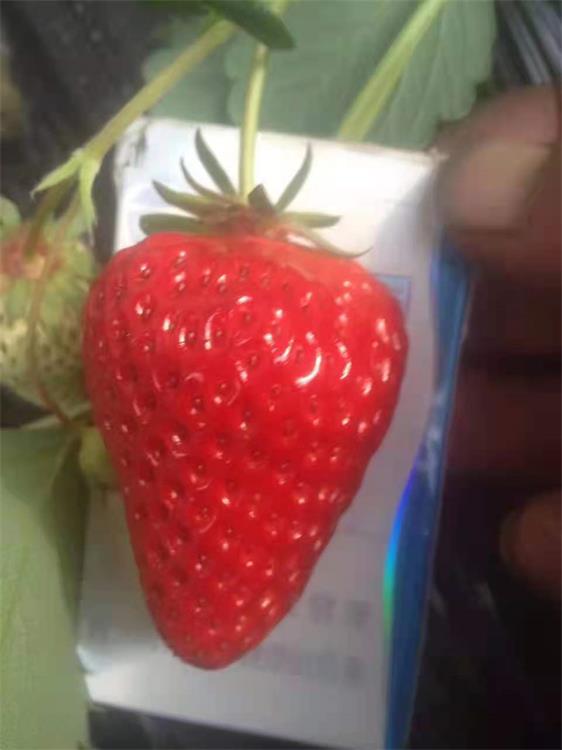 那曲圣诞红草莓苗种植技术 欢迎老客户订购