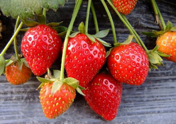 德州销售隋珠草莓种苗品种介绍