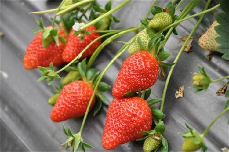 茂名供应隋珠草莓苗种植基地