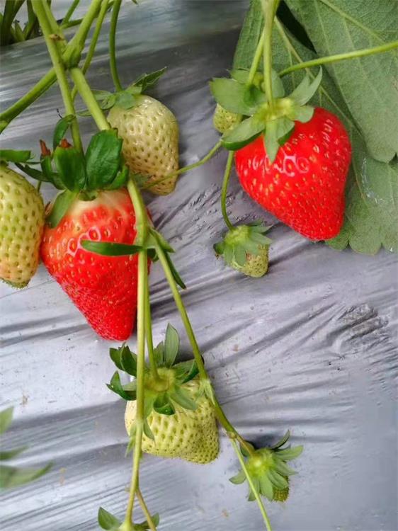 新品种红玉草莓苗脱毒草莓苗