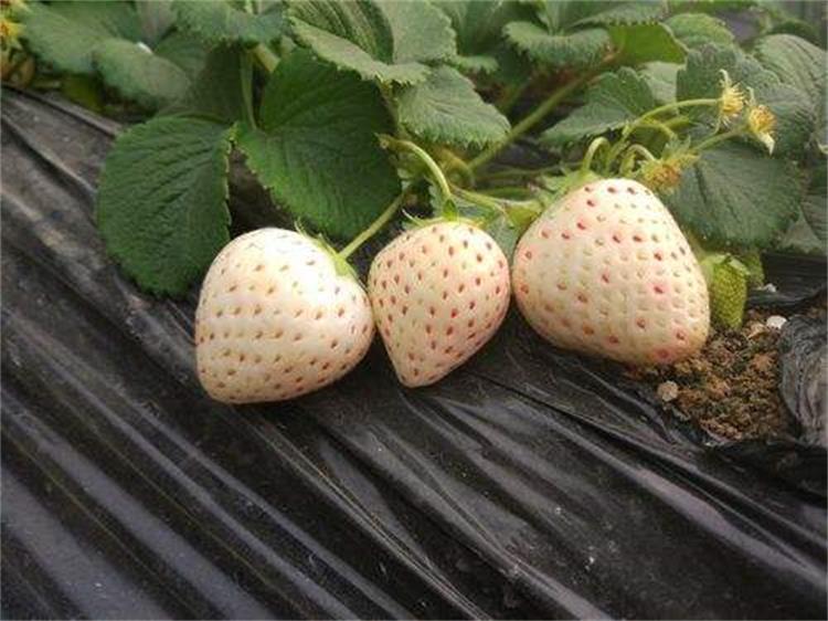 永州章姬草莓苗种植基地