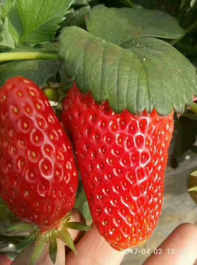宿州淡雪草莓苗种植基地 易管理 易成活