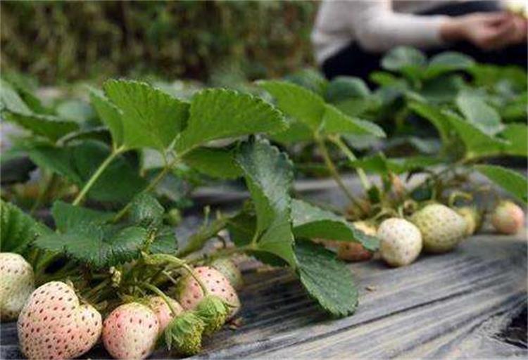 台州章姬草莓苗品种介绍