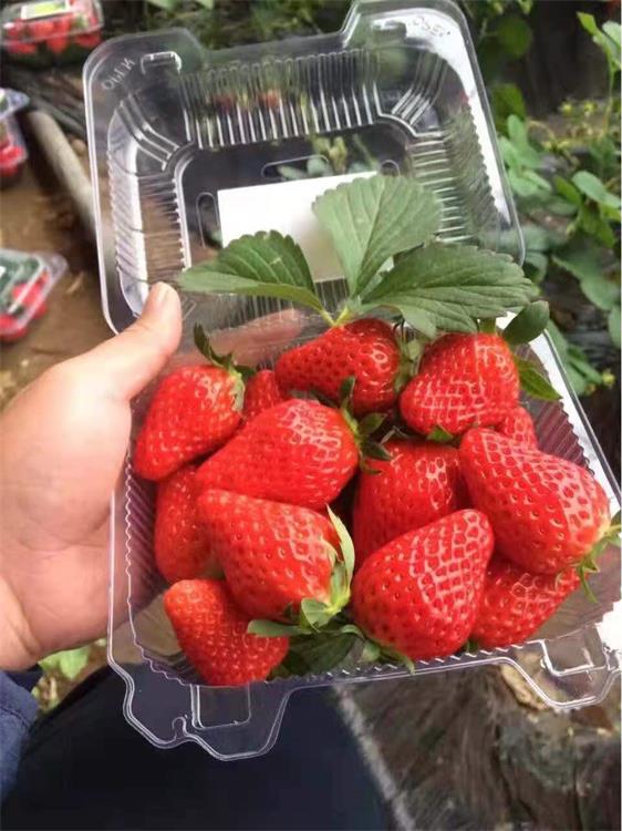 永州章姬草莓苗种植基地 易管理 易成活