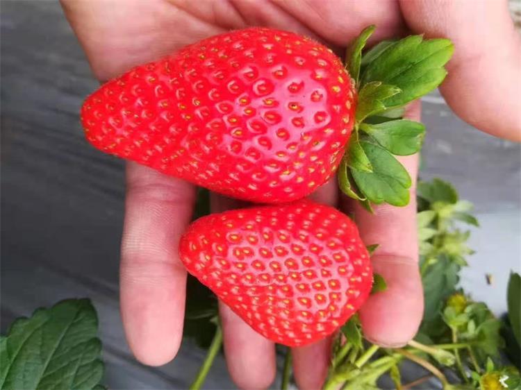 销售红玉草莓苗草莓种苗基地