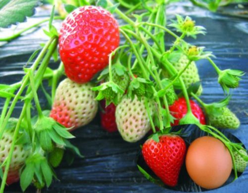 宜昌批发红玉草莓苗价格 提供技术支持