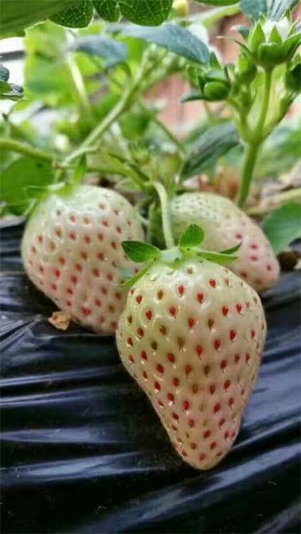 浙江草莓苗种苗批发