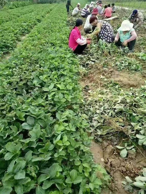 湖北宁玉草莓苗价格 基地供应