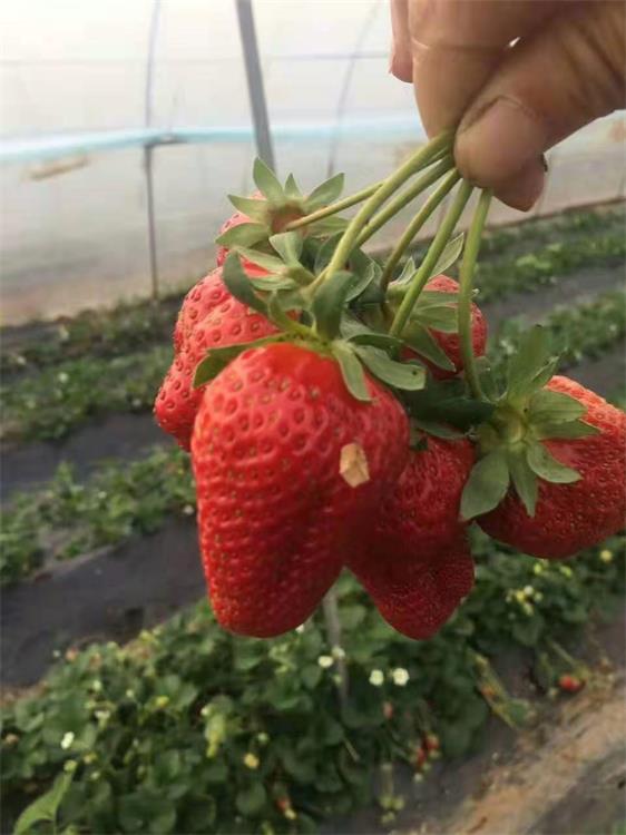 达州章姬草莓苗批发基地
