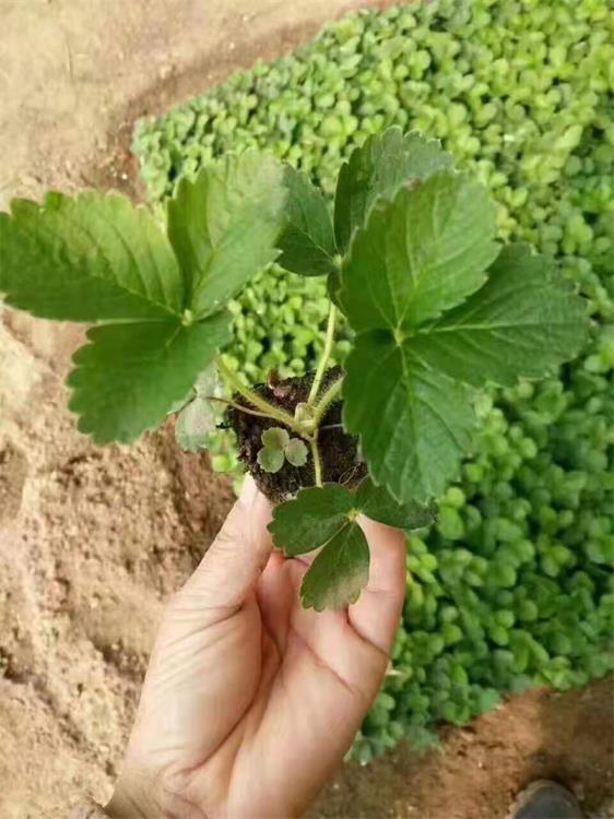 杭州越秀草莓苗价格