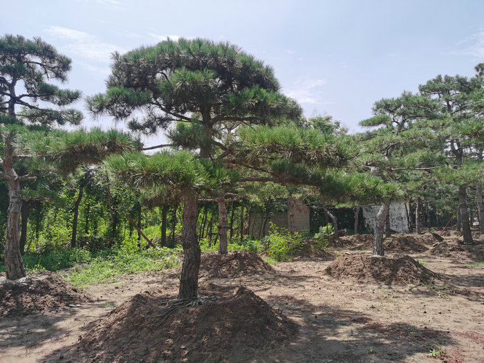 泰安造型松，泰安造型景松，泰安迎客松